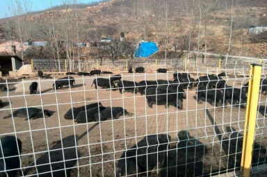 散養雞圍欄網